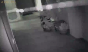 Caméra IP - Bulgaria