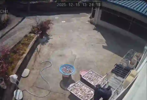 Caméra IP - South Korea