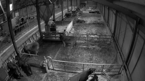 Caméra IP - Österreich