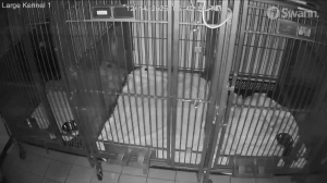 Caméra IP - Vereinigte Staaten von Amerika