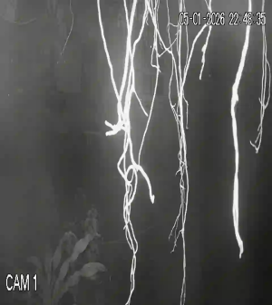 Caméra IP - Vietnam