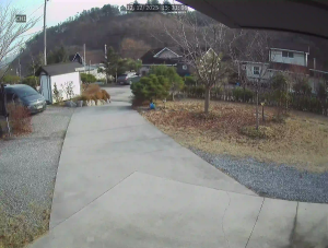 Caméra IP - Corée du Sud