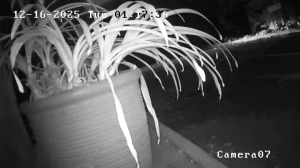 Caméra IP - South Africa