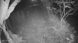 Caméra IP - Vietnam