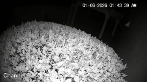 Caméra IP - United States of America