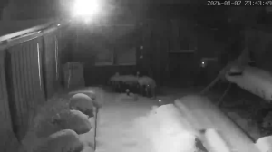 Caméra IP - Paesi Bassi