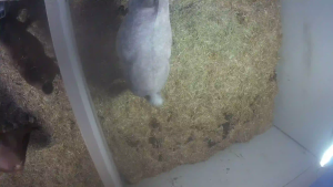 Caméra IP - Belgium