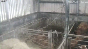 Caméra IP - Irlande