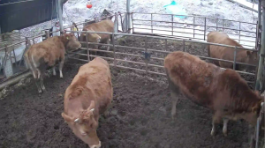 Caméra IP - Südkorea