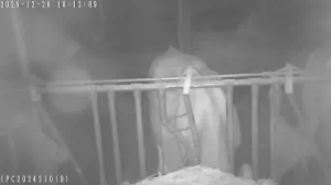 Caméra IP - Österrike