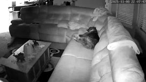 Caméra IP - Vereinigte Staaten von Amerika