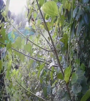 Caméra IP - Argentina