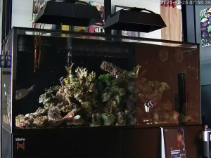 Caméra IP - Singapore