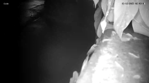 Caméra IP - Singapore