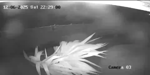 Caméra IP - Barbados