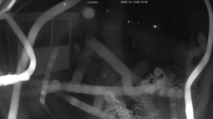 Caméra IP - Netherlands