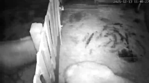 Caméra IP - Netherlands