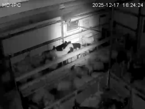 Caméra IP - Islande