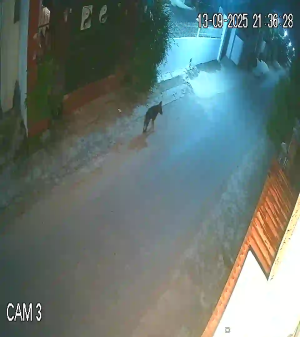 Caméra IP - Vietnam