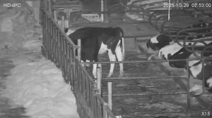 Caméra IP - Países Bajos