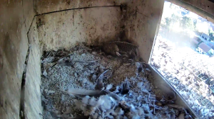 Caméra IP - Belgium