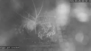 Caméra IP - Pays-Bas