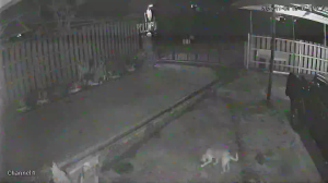 Caméra IP - Malasia