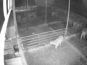 Caméra IP - Südkorea