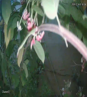 Caméra IP - Saudi Arabia