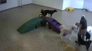 Caméra IP - United States of America