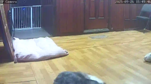 Caméra IP - South Korea