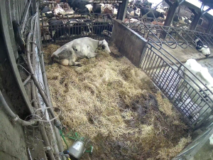 Caméra IP - Países Bajos