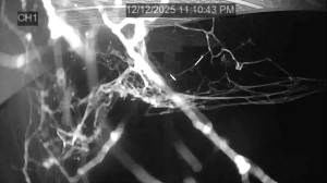 Caméra IP - Vereinigte Staaten von Amerika