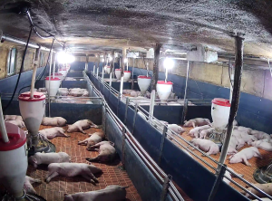 Caméra IP - Südkorea