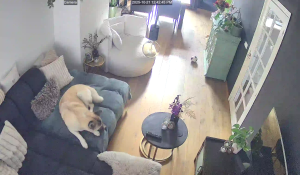 Caméra IP - Países Bajos