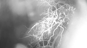 Caméra IP - Reino Unido