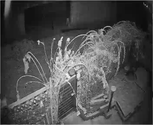 Caméra IP - República de Corea