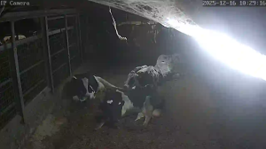 Caméra IP - Países Bajos