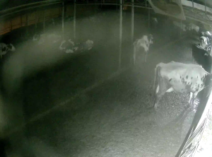 Caméra IP - South Korea