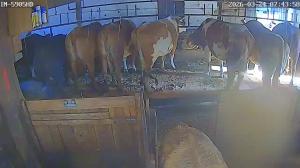 Caméra IP - Österreich