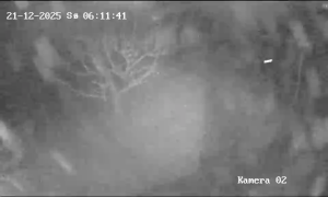 Caméra IP - Dinamarca