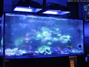 Caméra IP - Singapore