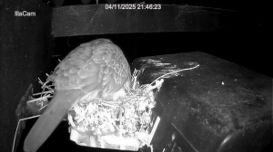 Caméra IP - Australien