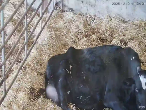 Caméra IP - Ireland