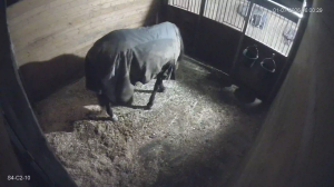 Caméra IP - United States of America