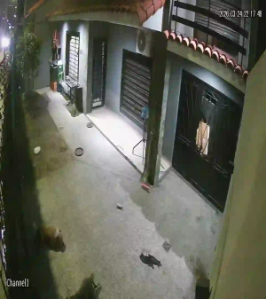 Caméra IP - Argentinien