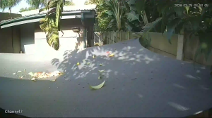 Caméra IP - South Africa