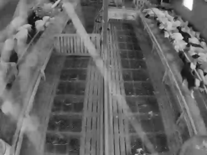 Caméra IP - Iceland