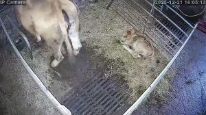 Caméra IP - España