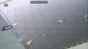 Caméra IP - Nueva Zelanda